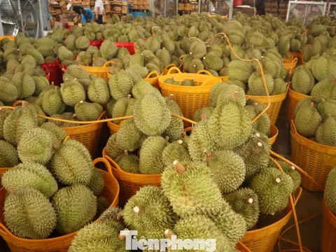 Sầu riêng Đắk Lắk rớt giá mạnh, thương lái dừng mua