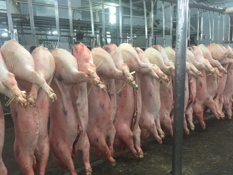 Giá heo hơi hôm nay, 23-10: Nhiều địa phương tăng giá