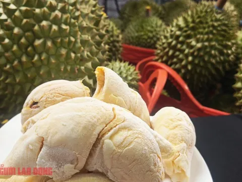 Giá sầu riêng hôm nay 24-10: Giá rẻ, nhiều nơi tập trung mua cấp đông