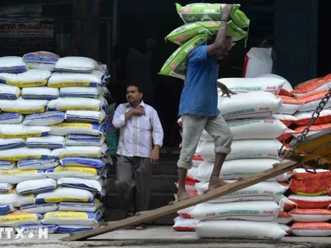 Xuất khẩu gạo Ấn Độ dự kiến tăng hơn 10% trong tài khóa 2025-2026