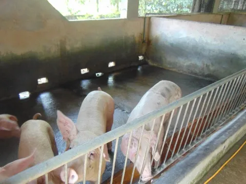 Giá heo hơi hôm nay, 25-10: Khu vực Tây Nam Bộ bất ngờ tăng giá