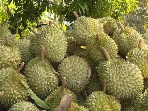 Trung Quốc chi gần 1 tỷ USD mua sầu riêng Việt trong một tháng