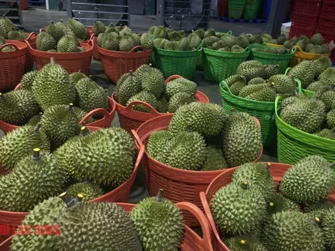 Diễn biến mới vụ hàng ngàn container sầu riêng ùn ứ