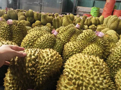 Giá sầu riêng tăng trở lại, bầu Đức tính trồng thêm 1.000 ha sầu riêng