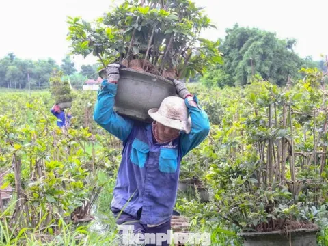 Nông dân trồng mai Tết tất tả 'chạy bão'
