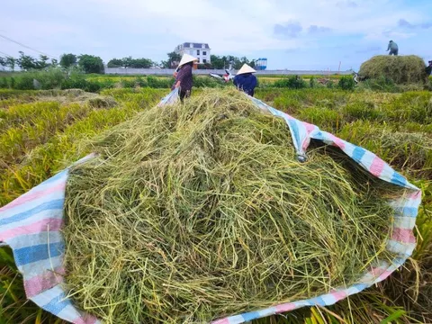Rơm rạ, mo cau... và bài toán thúc đẩy kinh tế tuần hoàn