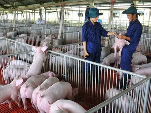 Giá heo hơi hôm nay, 8-11: Diễn biến lạ