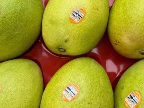 Một loại trái cây nhập khẩu từ Úc về Việt Nam giá hơn nửa triệu đồng/kg, gấp nhiều lần hàng nội