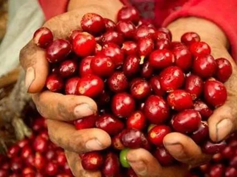 Tổng thống Mỹ cam kết hạ thuế nhập khẩu cà phê nhằm kiềm chế giá tăng