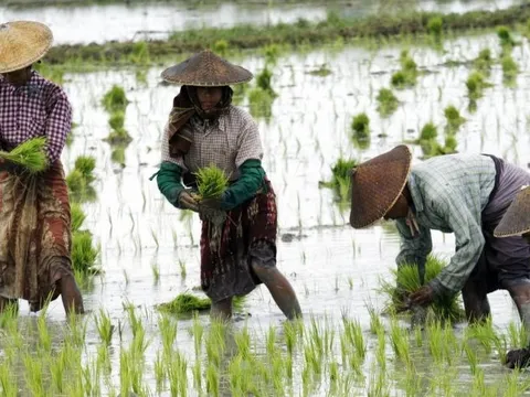 Buồn của các quốc gia xuất khẩu gạo châu Á: Ông trùm nhập khẩu lớn thứ 3 thế giới sắp dư thừa đến 4 triệu tấn gạo, nối gót Philippines tiếp tục ngừng nhập khẩu