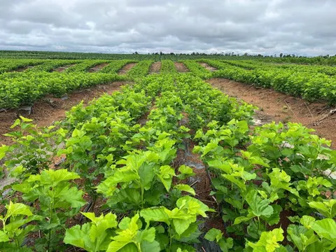 Cận cảnh bầu Đức nuôi tằm ươm tơ: Nương dâu 2.000 ha trên cao nguyên Bolaven và công thức 70 USD ‘ngon hơn tất cả các loại cây’