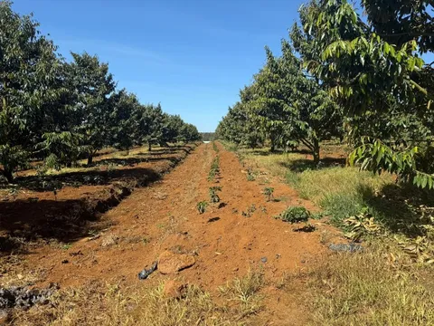 Xuất khẩu sầu riêng Việt từng sụt 69,4% vì rào cản Cadimi, Bầu Đức lộ 'át chủ bài': 1.600 ha ở Lào và kho lạnh 20.000 m² làm sầu riêng cấp đông chờ bán trái vụ giá cao hơn 50%