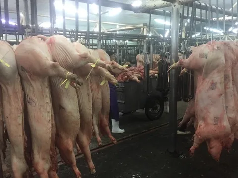 Giá heo hơi hôm nay 20-11: Tăng mạnh ở chợ đầu mối