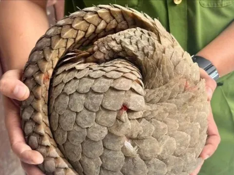 Phát hiện con vật quý hiếm trong sách đỏ khi đi làm đồng