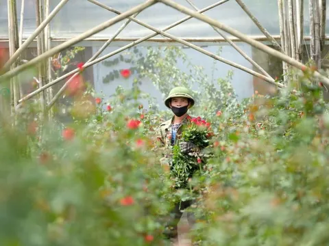 Gần 20-11, nhiều chủ vườn hoa... lo lắng