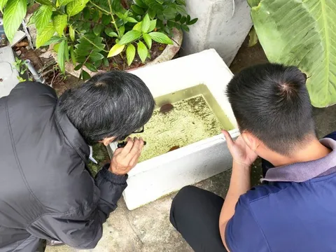 Đà Nẵng: Ca sốt xuất huyết tăng 37% chỉ trong một tuần