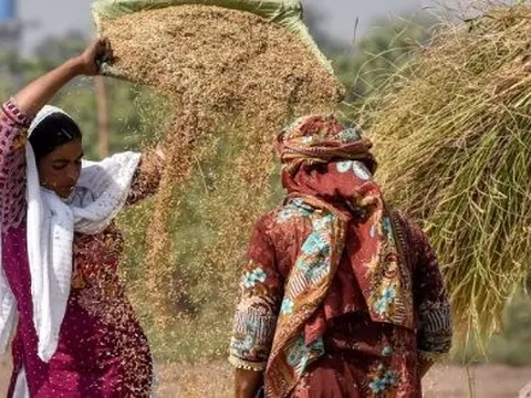 Không phải Ấn Độ hay Thái Lan, gạo của một quốc gia đang gặp khốn đốn: Giá giảm 28% nhưng hàng nhập khẩu thắng lớn, gạo nội địa lâm cảnh ế ẩm