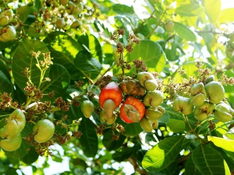 Bí mật dưới lòng đất của Cuba khiến DN Việt Nam quyết định trồng 2.500ha, kỳ vọng biến thành "thủ phủ"