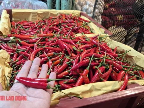 Khó tin: Việt Nam chi hơn 23 triệu USD để nhập khẩu ớt