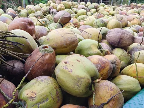 Giá dừa khô rớt thảm