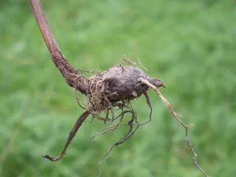 Loại cây "kẻ thù nhà nông" mọc um tùm sau mưa không ngờ có giá 350.000 đồng/kg