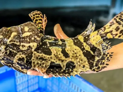 Nuôi "Đệ nhất đặc sản biển" trong lồng HDPE chịu được bão cấp 12, bà con thu về trăm triệu