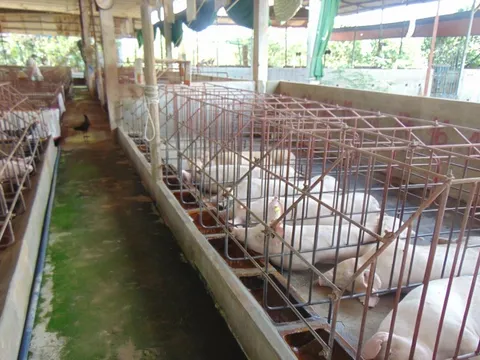 Giá heo hơi hôm nay, 19-12: Tiếp tục "nhảy múa"