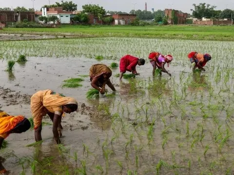Tin buồn cho gạo Việt Nam, Thái Lan: Vựa lúa lớn nhất thế giới tồn kho tăng gấp 8 lần mục tiêu, sắp bơm lượng lớn ra thị trường