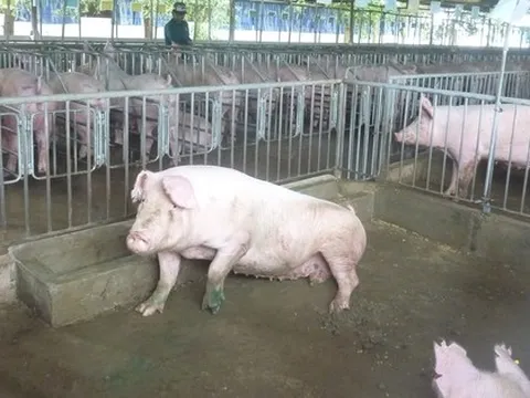 Lo giá thịt heo Tết tăng cao