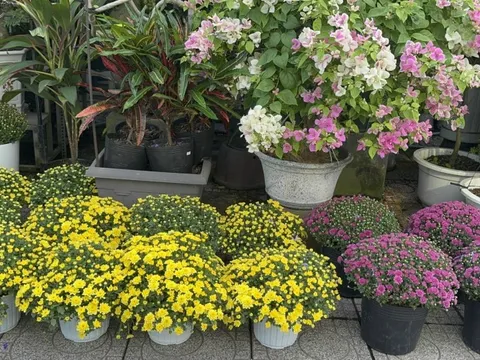 Người đi đường bất ngờ khi hoa kiểng Tết tràn ngập vỉa hè