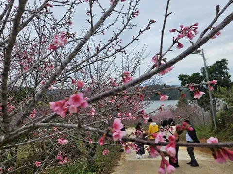 Hàng không, du lịch khẩn trương đổi lịch đón khách dịp Tết Dương lịch 2026