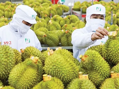 Cuộc đua sầu riêng tại Trung Quốc: Việt Nam áp sát Thái Lan, tiến gần tới mốc 50% thị phần