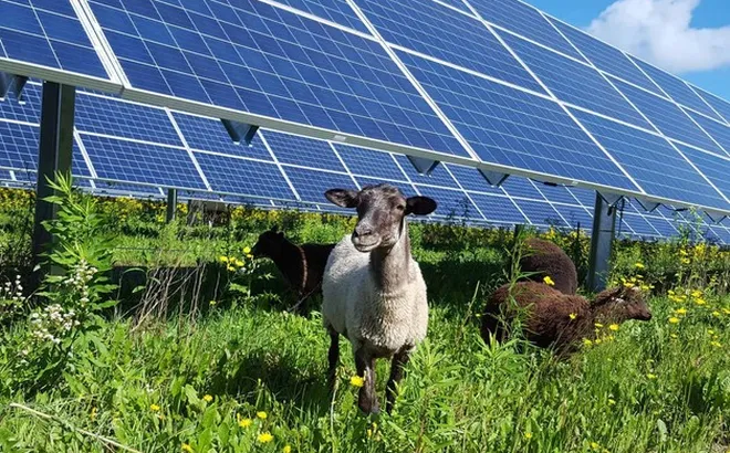 Trang trại điện mặt trời 100 MW và 600 chú cừu: Sự kết hợp bất ngờ