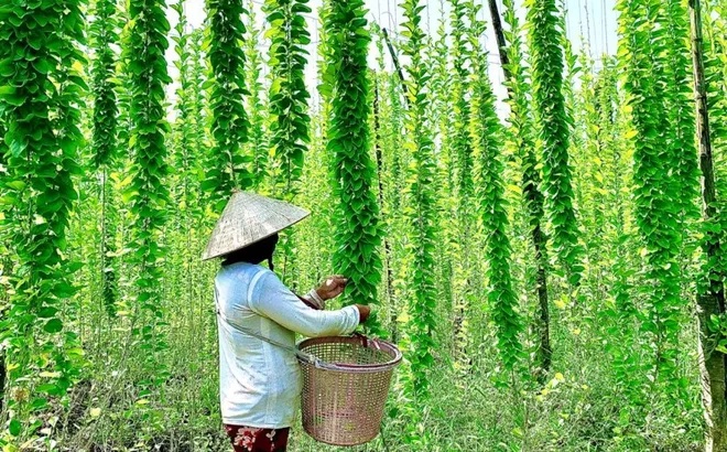 Nông dân đổi đời nhờ trồng loại cây mọc dại: "Đếm lá tính tiền", thu về 2 tỷ/năm