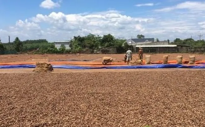 Hàng trăm nghìn tấn hàng từ châu Phi vừa đổ bộ Việt Nam: Nước ta chi hơn 4 tỷ USD mua hàng, là 'bảo bối' giúp Việt Nam xuất khẩu bằng cả thế giới cộng lại